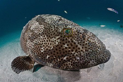 Is this my good side?  A not very flattering portrait of ... by Ross Gudgeon 